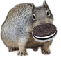 Squirrel eating cookies