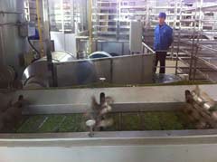 Production of green tea